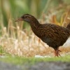 Chrastal weka - Gallirallus australis - Weka 1576